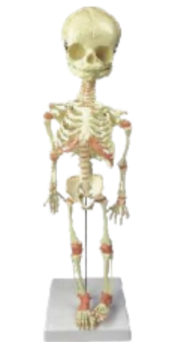 fetus skeleton