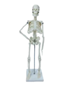 human skeleton model