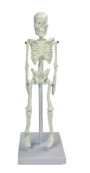 Tiny Skeleton