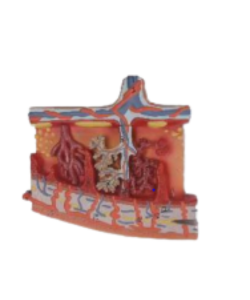 Skin cross-section anatomical model.