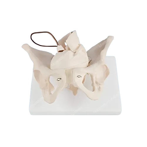Female pelvis anatomy model