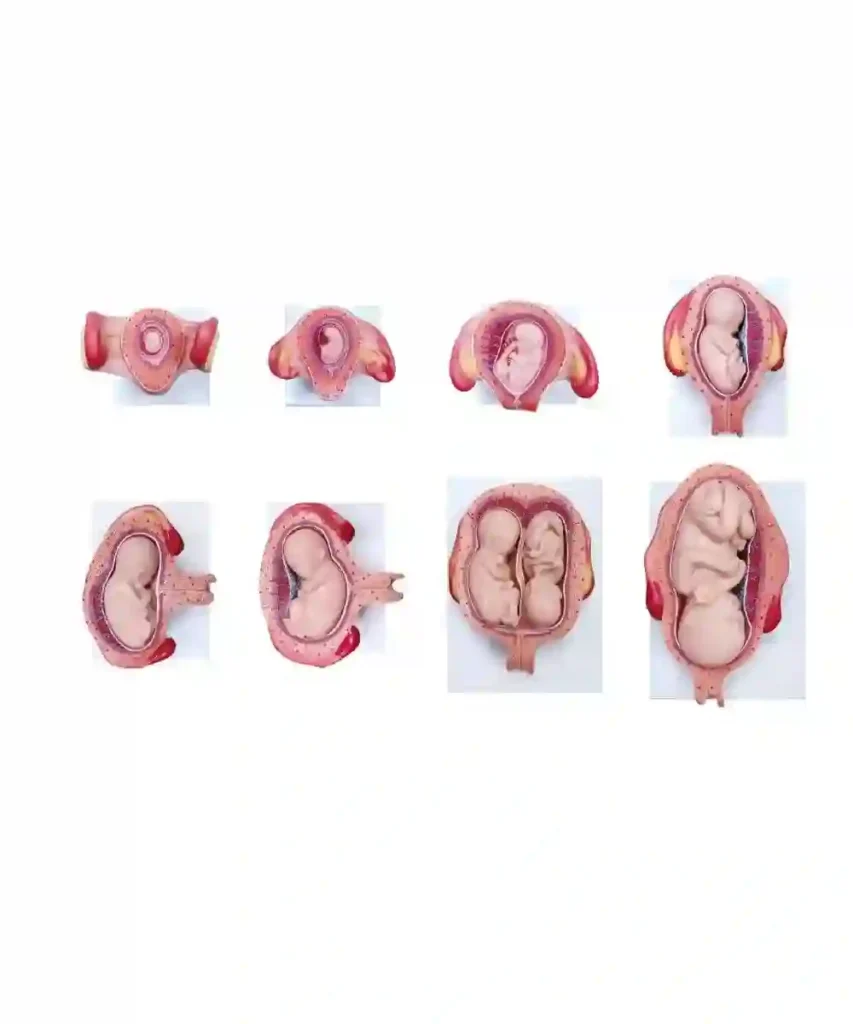 Demonstration Models