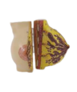 Breast model for Education