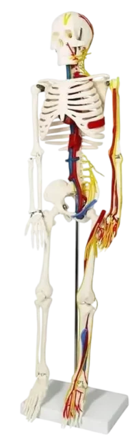 Human Skeleton model