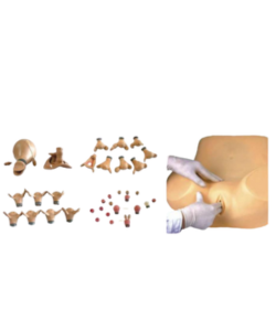 Obstetric birth simulation model