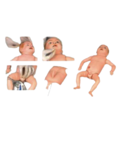Baby anatomy model parts.