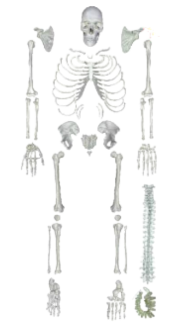 Human skeleton disarticulated