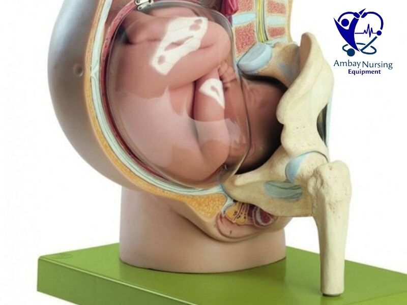 Gynae and obstetric simulation models for students