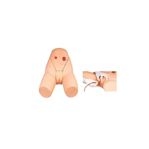 Female catheterization training model