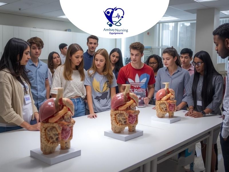 Students studying human anatomy models in medical lab